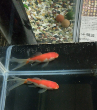 ホームセンターで鯉と共にいました これは金魚ですか 鯉ですか 三 Yahoo 知恵袋