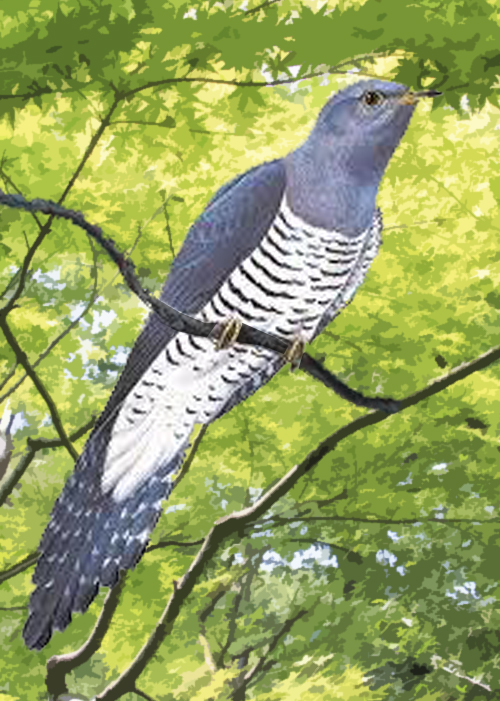 鳴かぬなら鳴くまで待とうホトトギス 泣かぬなら鳴かせてみせよ Yahoo 知恵袋
