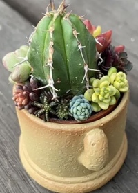 多肉植物の種類を教えてください 先日 多肉植物の寄せ植えに一目惚れし 購入 Yahoo 知恵袋