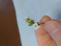 この草花の名前はなんでしょうか 福岡県の道端に咲いていました 小 Yahoo 知恵袋