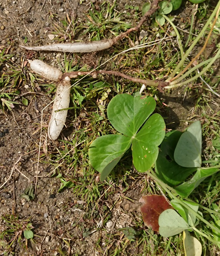 この大きなクローバーのような植物の名前をご存じの方いらっしゃれば