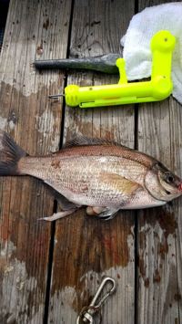 この魚の名前を教えてください この魚はウミタナゴ科の魚で 日本海側で釣 Yahoo 知恵袋