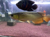 紅尾金龍 アロワナの成長速度がだいぶ遅いです 紅尾金龍を飼育して Yahoo 知恵袋