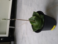 ラモーサという多肉植物ですが このようなものが伸びてきました こ Yahoo 知恵袋