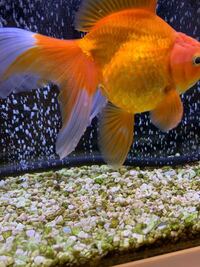 金魚のひれのところに白い綿のようなものがついています 病 Yahoo 知恵袋