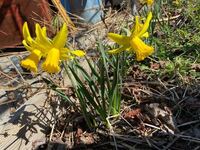 こちらの水仙の種類は分かりませんか 教えて頂きたいのですが Yahoo 知恵袋