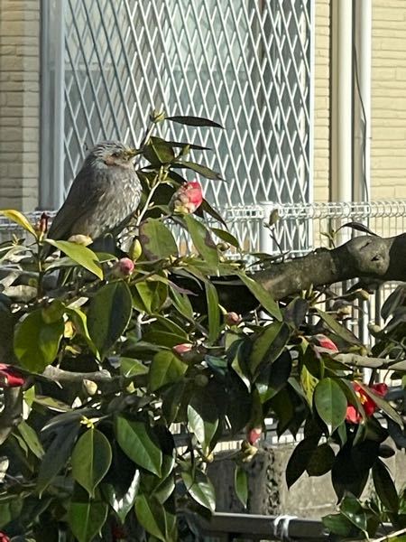 鳥類 解決済みの質問 Yahoo 知恵袋