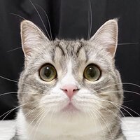 一番賢い猫種は何だと思いますか 犬だとランキングがあるようで Yahoo 知恵袋