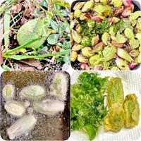 ふきのとうって 完全に花が開いてしまうと食べられなくなりますか 食べ Yahoo 知恵袋