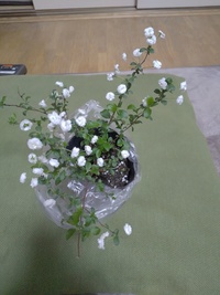 花の名前を教えてください 8mm位で カスミ草に似ています 鈴のように揺れ Yahoo 知恵袋