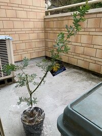 ミモザの木の育て方 ガーデニング超初心者です今年の春に新築し 狭い Yahoo 知恵袋