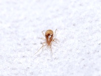 買ってきた水草に虫がついていたのですが この虫わかる方いらっしゃ Yahoo 知恵袋