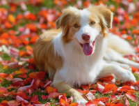 中型犬の首輪はバックルタイプとベルトタイプどちらの方がいいのでしょうか Yahoo 知恵袋