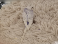 セキセイインコがガリガリかじるのが好きなのは習性ですか 放し飼い Yahoo 知恵袋