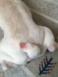 ペットの犬 フレンチブルドッグ を毎月病院併設のトリミングサロンでシャンプ Yahoo 知恵袋