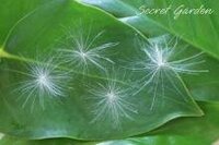 ケサランパサランとは 願いを叶えてくれる物なんですよね これは Yahoo 知恵袋