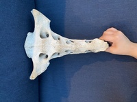 海で骨のようなものを拾ったのですが、これは骨でしょうか？なんの骨かわかりますか？人の恥骨のように見えるのですが… 