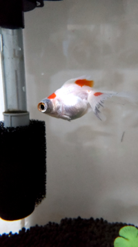 金魚が元々赤と白でしたが、尾ぐされして先が黒くなりました。何という病気でしょうか？対処法も知りたいです。お願い致します。 