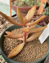 観葉植物を売るのに許可や資格は必要なのでしょうか 将来カフェをや Yahoo 知恵袋