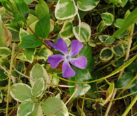 蔓性植物に紫の花が咲いています よく見る花なのですが 名前がわかりま Yahoo 知恵袋