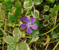 蔓性植物に紫の花が咲いています よく見る花なのですが 名前がわかりま Yahoo 知恵袋