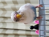 セキセイインコです 雄 雌どちらの可能性があるのでしょうか 生後３ヶ月 Yahoo 知恵袋