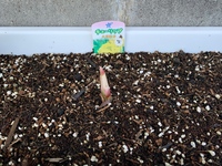 チューリップの芽が成長しません 色も白っぽい気がします 枯れてい Yahoo 知恵袋