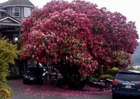この濃いピンクの花が咲く木の名前を教えてください ちなみに 外国の拾い画像 Yahoo 知恵袋