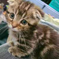 最近マンチカンの猫を飼い始めたんですけど 名前が全然 決まりませ Yahoo 知恵袋