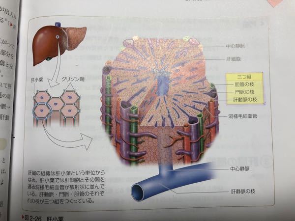 肝小葉について 肝小葉についてる三つ組 胆管 門脈 肝動脈 Yahoo 知恵袋