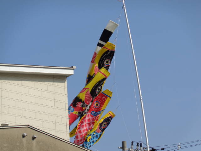 大阪で今の時期に鯉のぼりが民家？に掲げられていたんですが、なんかの習俗でしょうか？