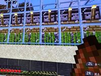 Minecraftのサトウキビの栽培方法を教えてください 種 苗 Yahoo 知恵袋