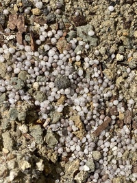 土の上に大量の白いつぶつぶが発生しました これは何でしょうか 虫の卵 それ Yahoo 知恵袋