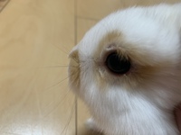 うさぎの片目の上部分が固まっているような感じになり 白い目ヤニも Yahoo 知恵袋
