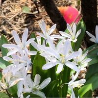 この花の名前を教えてください 花びらの後ろに水色のラインが入ってました Yahoo 知恵袋