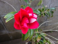 息子が第一子が５月に生まれたて 椿 と付けました 考えてはどうかと言った Yahoo 知恵袋