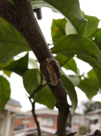 これは何の卵 イラガ カマキリ でしょうか レモンの木を選定した時に見つ Yahoo 知恵袋