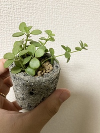 観葉植物の名前が知りたいです Daisoで100円で購入したので Yahoo 知恵袋