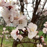 自宅の庭に 初めて桜が咲きました 今まで10年以上 見た事 Yahoo 知恵袋