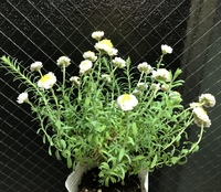 花かんざし 花かんざしの中央と言いますか 真ん中付近で茶色くなっ Yahoo 知恵袋