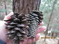 松ぼっくりがほしいのですが落ちる時期っていつ頃でしょうか 松ぼっく Yahoo 知恵袋