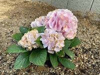 紫陽花の花を剪定した後も来年まで毎日水をあげるのですか Yahoo 知恵袋