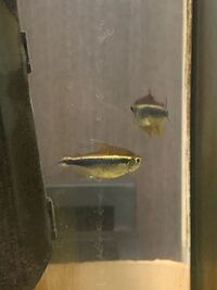 ワンピースのウォーターセブン編から 少しの間 チョッパーの声が大谷育江さんから Yahoo 知恵袋