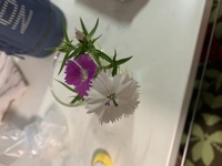 この花の名前を教えてください １本に白とピンクが咲いている Yahoo 知恵袋