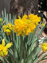 教えてください 団地の花壇に咲いていました これも八重の水 Yahoo 知恵袋