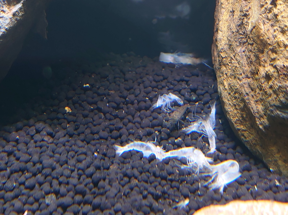 ミナミヌマエビについて質問です 昨日水槽に導入し 1日たって水槽をみたら脱 Yahoo 知恵袋