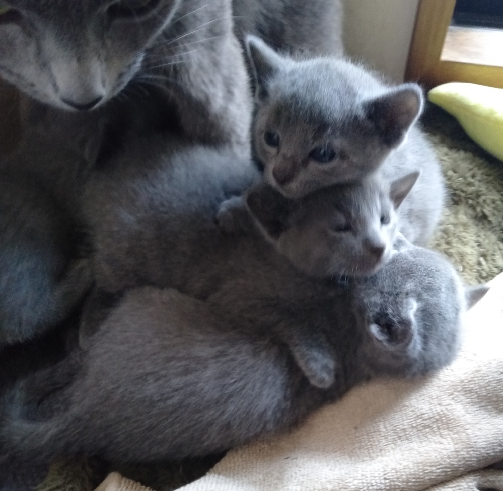 ネコ 解決済みの質問 Yahoo 知恵袋