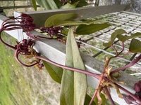 クレマチスのアーマンディ アップルブロッサムの新芽の茎と花芽がフニャフニャ Yahoo 知恵袋