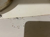 長期間家を空けていて キッチンの水道の下の扉の中 お皿など入れていた にゴ Yahoo 知恵袋