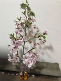 桜の枝の育て方 先日 花屋で桜の枝を売っていて綺麗だったので思 Yahoo 知恵袋
